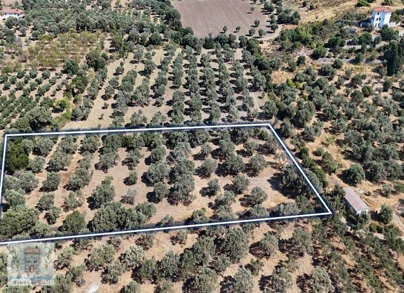 Reşadiye'de Olive Farm'a Komşu Satılık 5802 M2 Zeytinlik - Görsel 18