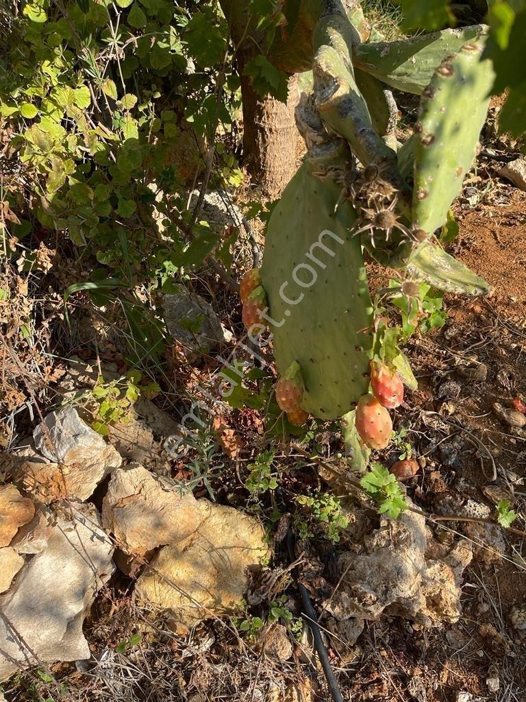 Mersin/silifke/imamuşağı Köyü'nde Eşsiz Yatırım Fırsatı!20 Dönüm - Görsel 36