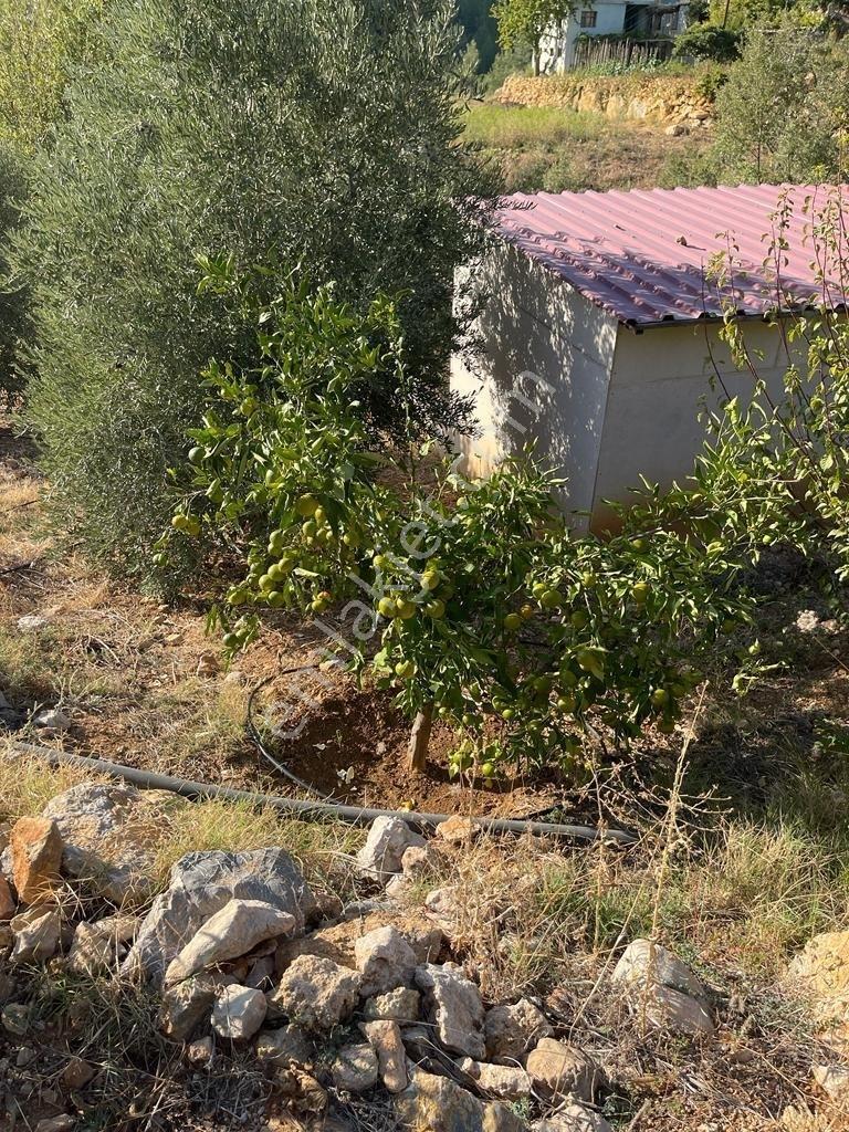 Mersin/silifke/imamuşağı Köyü'nde Eşsiz Yatırım Fırsatı!20 Dönüm - Görsel 24