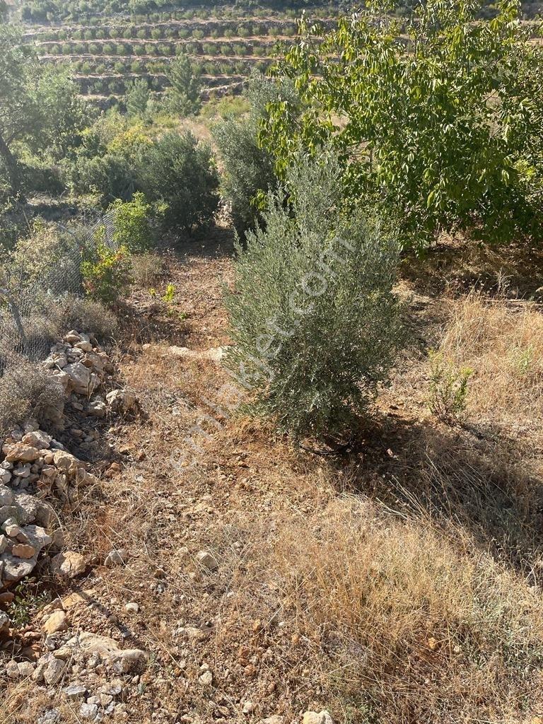 Mersin/silifke/imamuşağı Köyü'nde Eşsiz Yatırım Fırsatı!20 Dönüm - Görsel 19