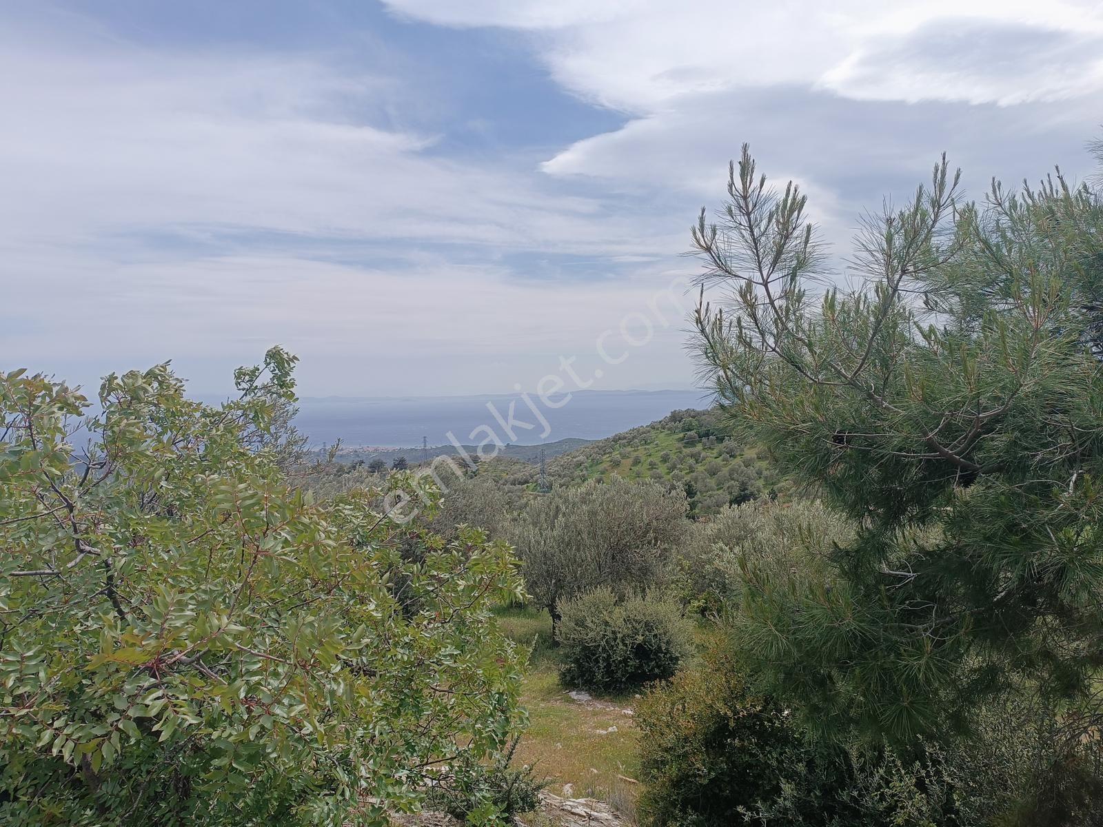 Adatepe Köyü Satılık 10408 M² Deniz Manzaralı Zeytinlik - Görsel 18