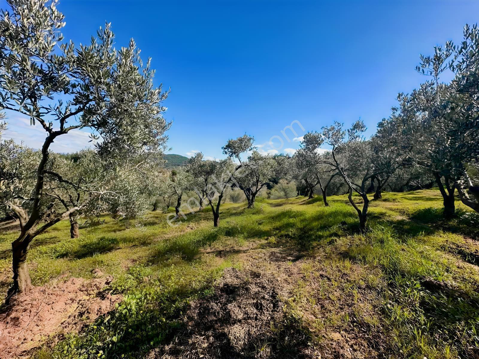 Gündoğdu Mahallesinde 1350 M2 Satılık Tek Tapu Zeytinlik - Görsel 3