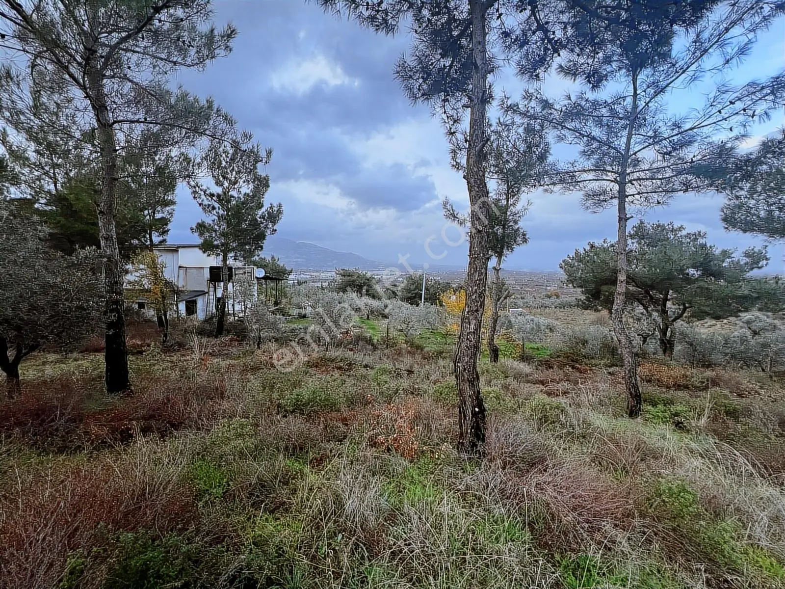 Kemalpaşa Armutlu Hürriyet Mah. Satılık 1.950 M2 Bahçe - Görsel 35
