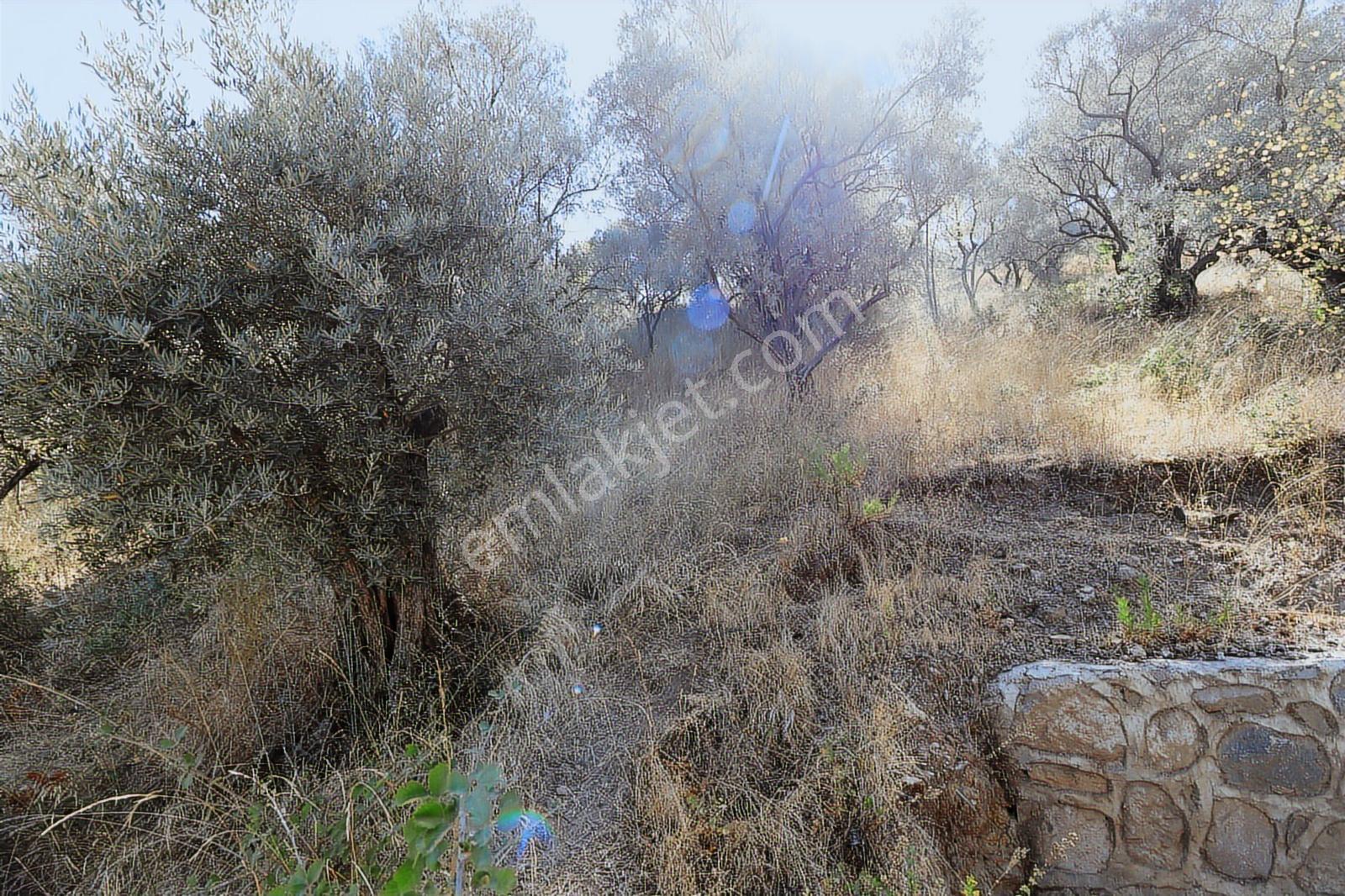 Kemalpaşa Aşağıkızılca Satılık 4536 M2 Bahçe - Görsel 10