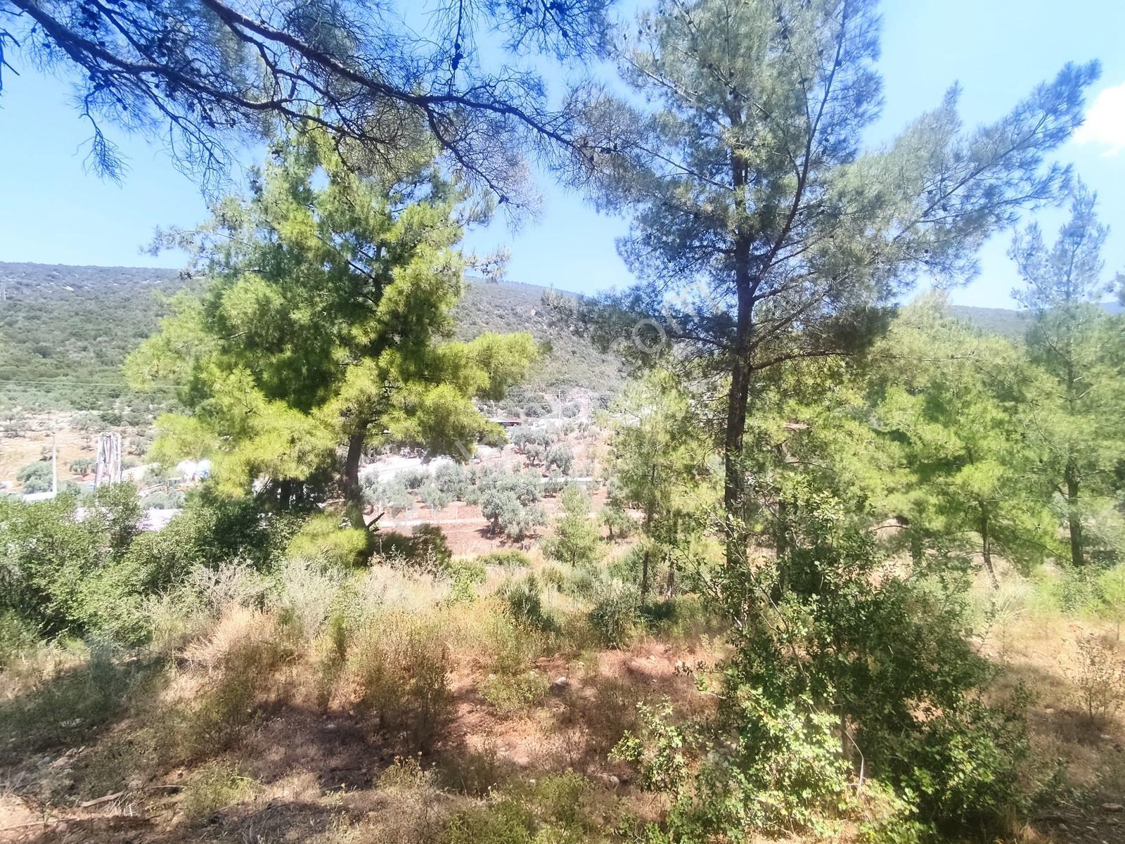 Didim Akbük Te 6.184 M2 Satılık Zeytinlik - Görsel 4