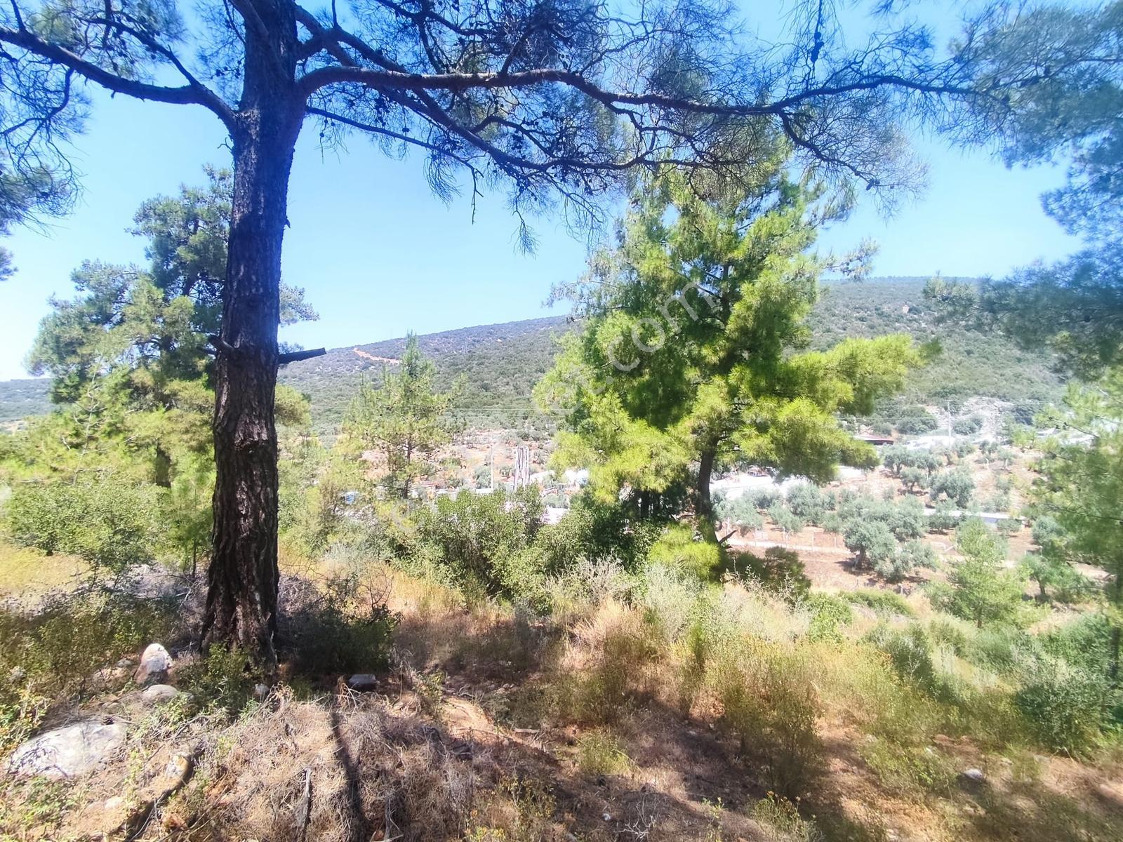 Didim Akbük Te 6.184 M2 Satılık Zeytinlik - Görsel 9