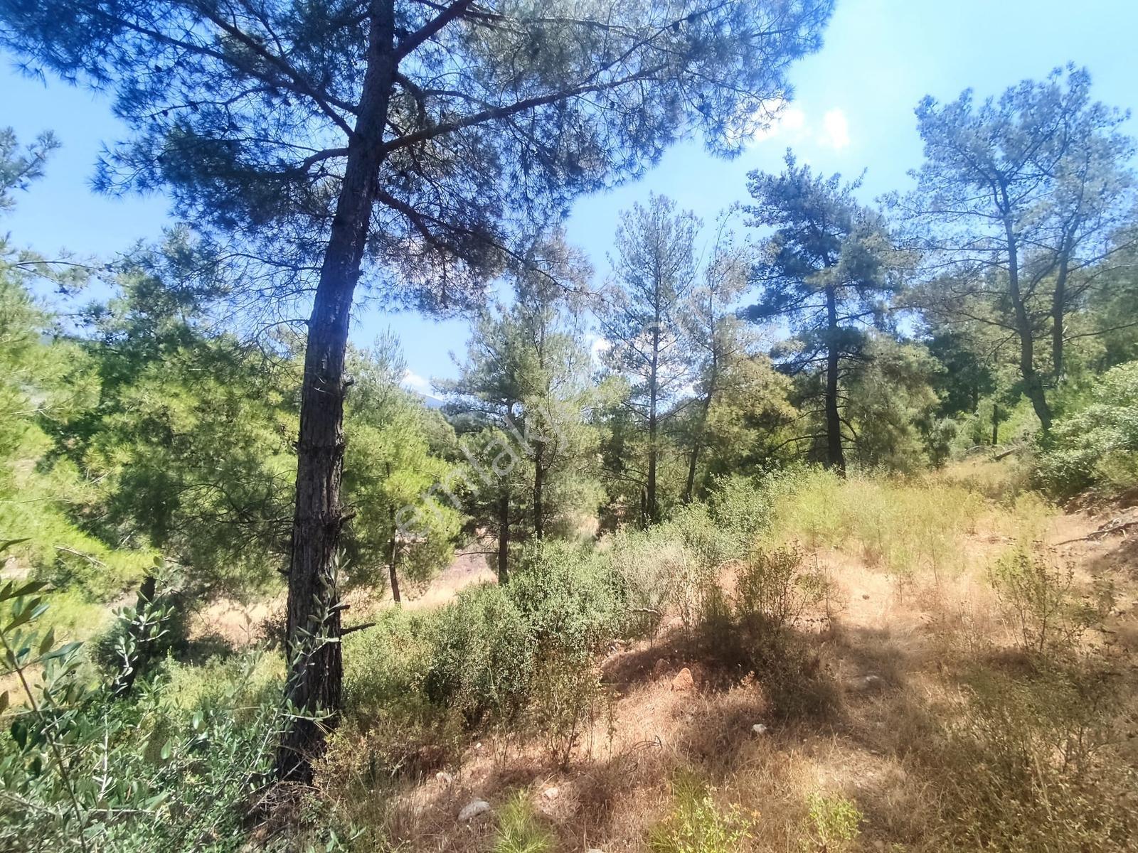 Didim Akbük Te 6.184 M2 Satılık Zeytinlik - Görsel 8