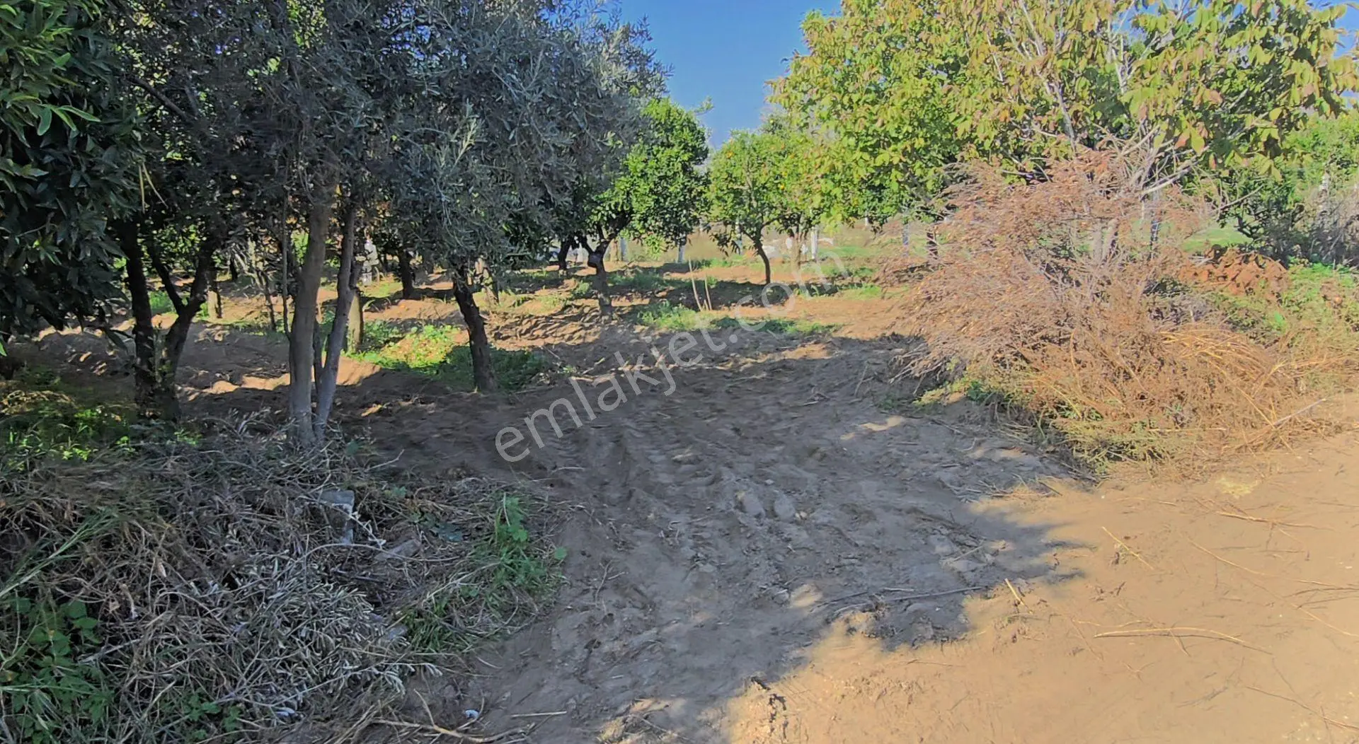 Sahibinden Satılık Portakal Bahçesi - Görsel 6