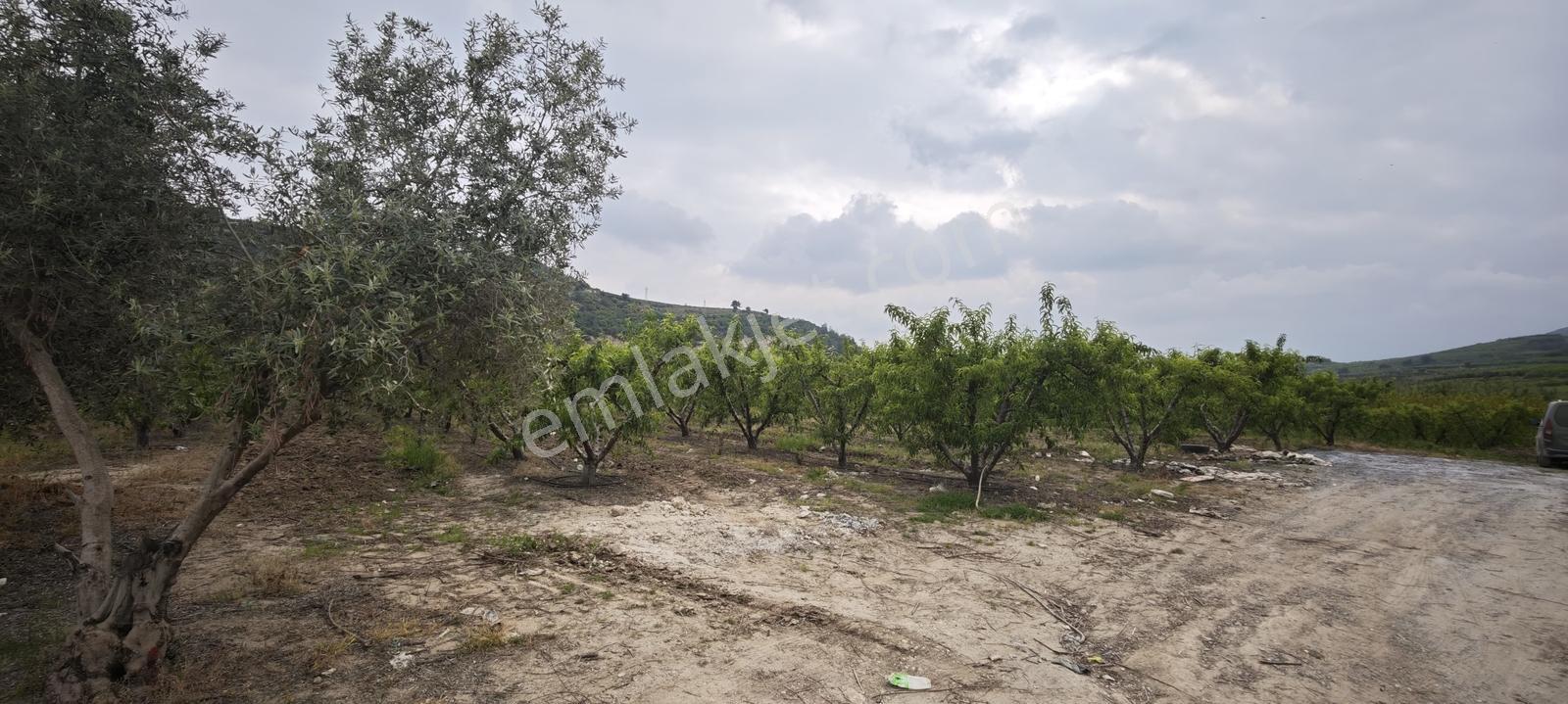 Remax Toros'tan Acil Satılık Muz Serası Ve Nektarin Bahçesi - Görsel 6