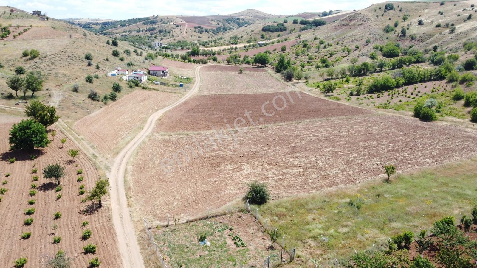 -*peçenek Te Yol Kenarı Halı Gibi Düzlükte Ufak Bahçelik Tarla*- - Görsel 13