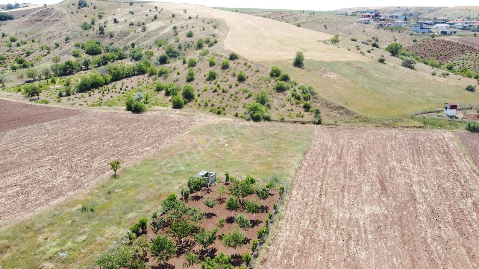 -*peçenek Te Yol Kenarı Halı Gibi Düzlükte Ufak Bahçelik Tarla*- - Görsel 12