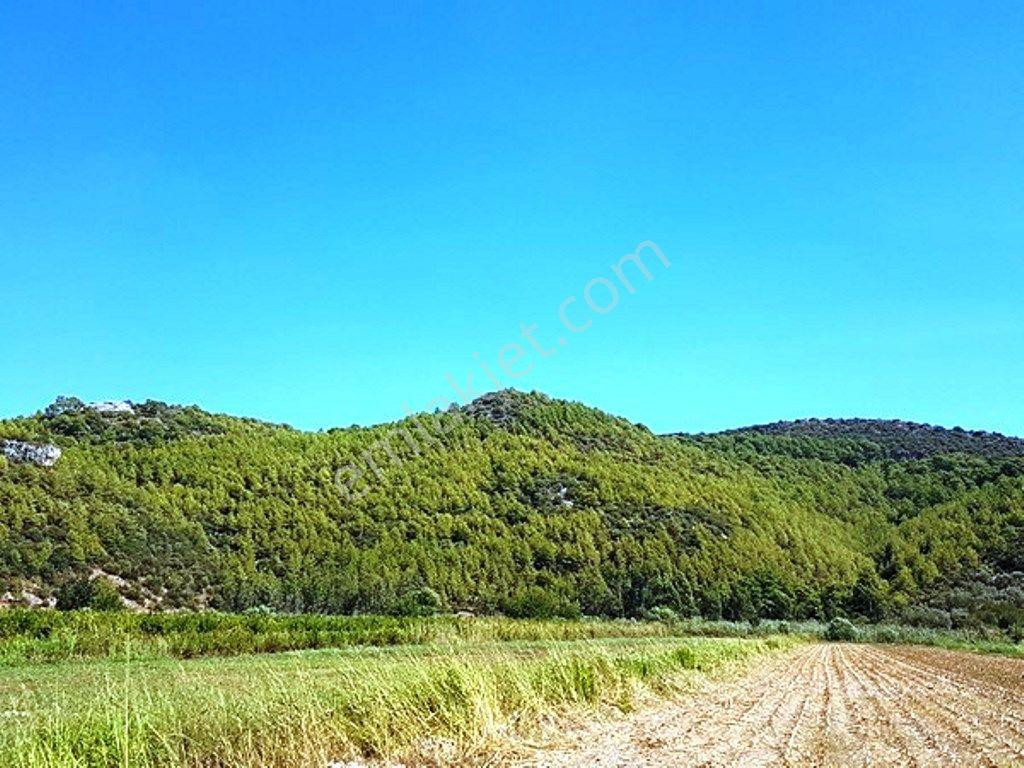 Muğla Ortaca Güzelyurtta Satılık Verimli Kelepir Arazi