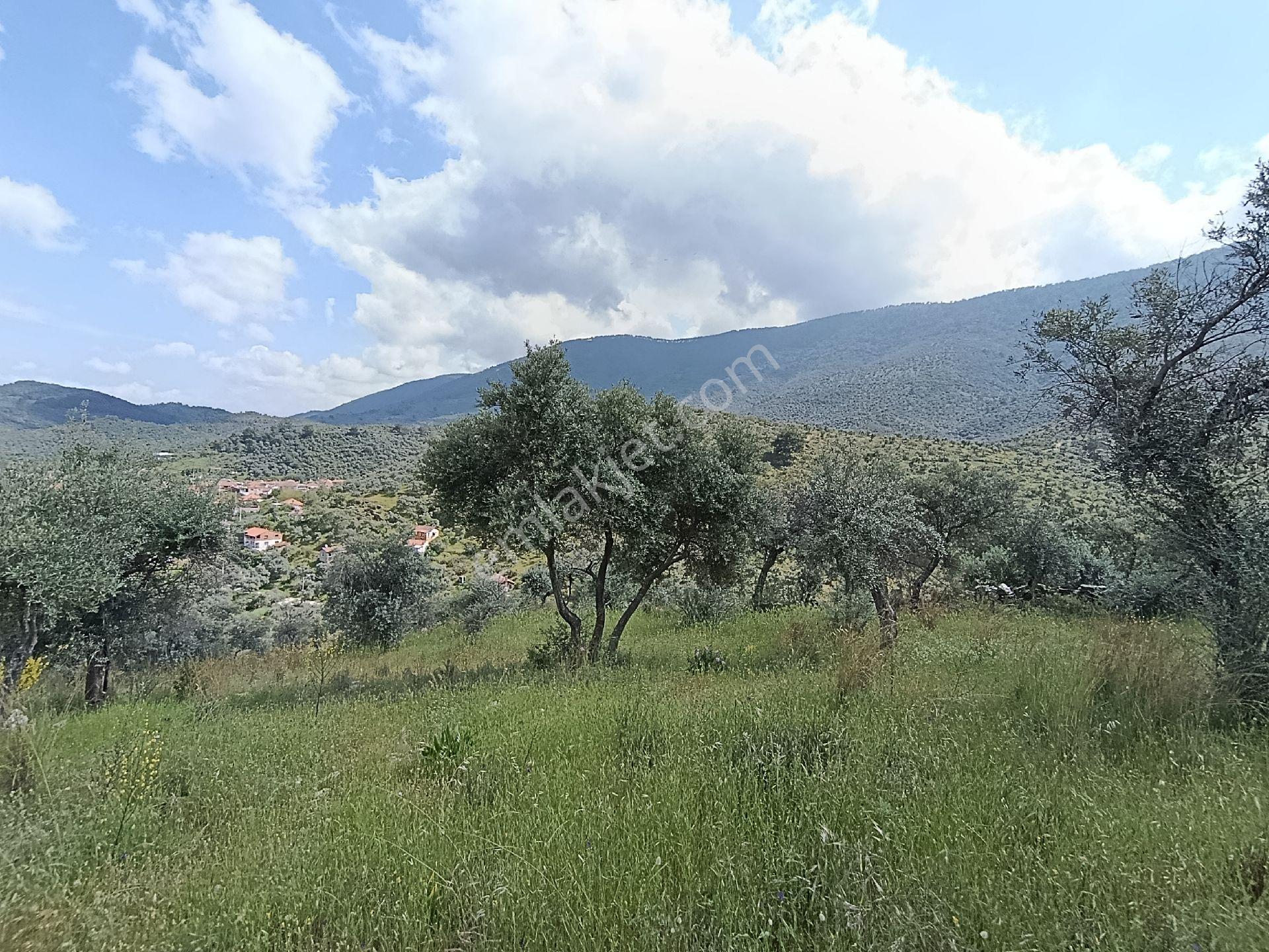 Milas Bafa'da İmar Sınırında Satılık Arazi - Görsel 5