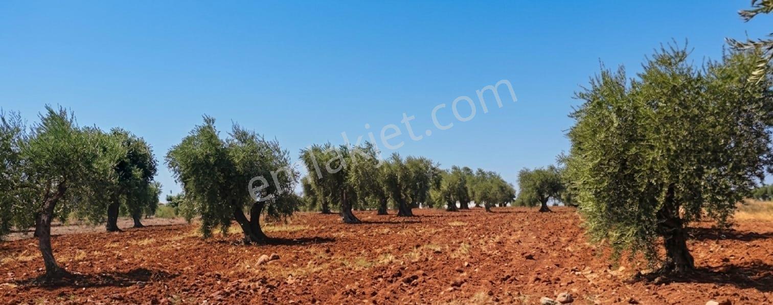 Rw Nest'ten Sarıcakaya Beyköy'de 2400 M2 Satılık Tarla