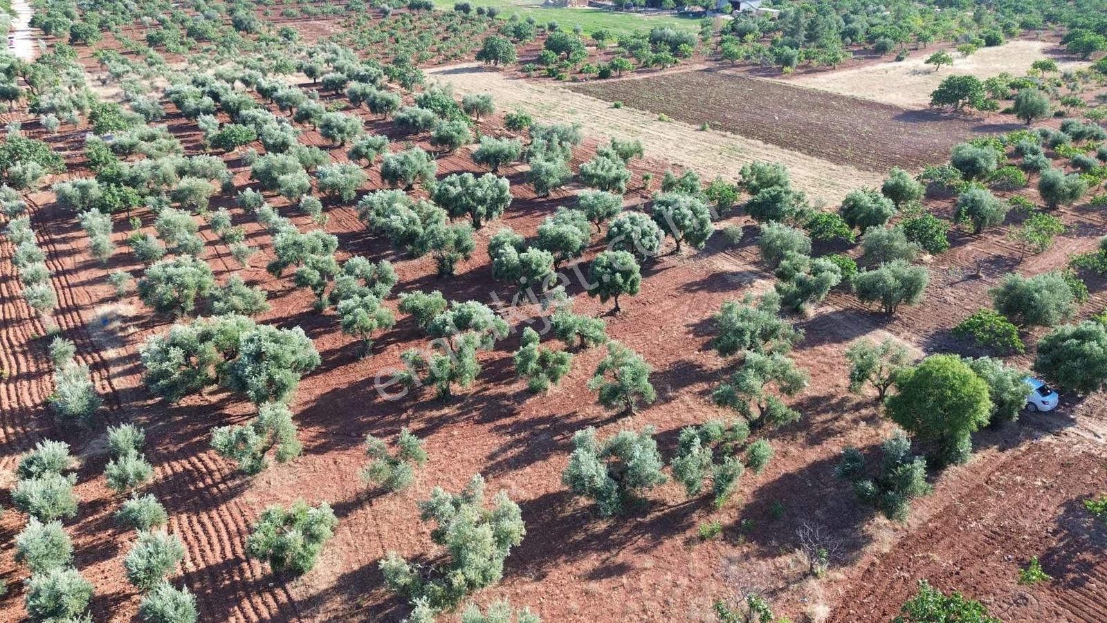 Nova Gayrimenkul'den Gürsu Yatırımlık Yer - Görsel 14