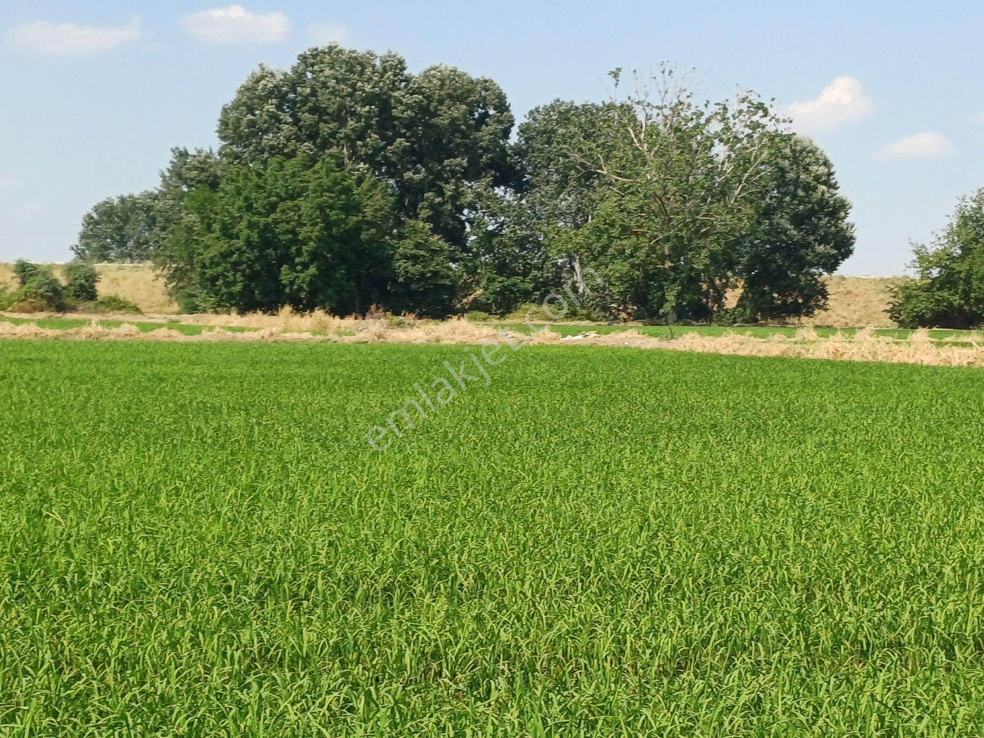 Edirne Meriç Nehri Kenarı - Görsel 10
