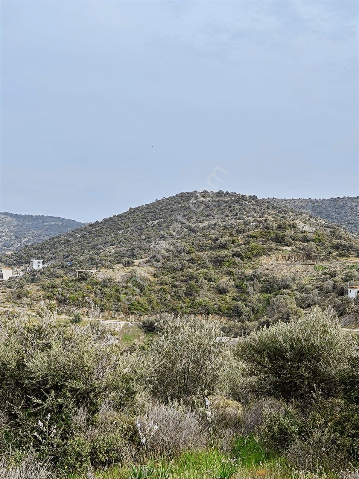Foça Sazlıca Plajı Karşısında Deniz Manzaralı Villa Arsası - Görsel 4
