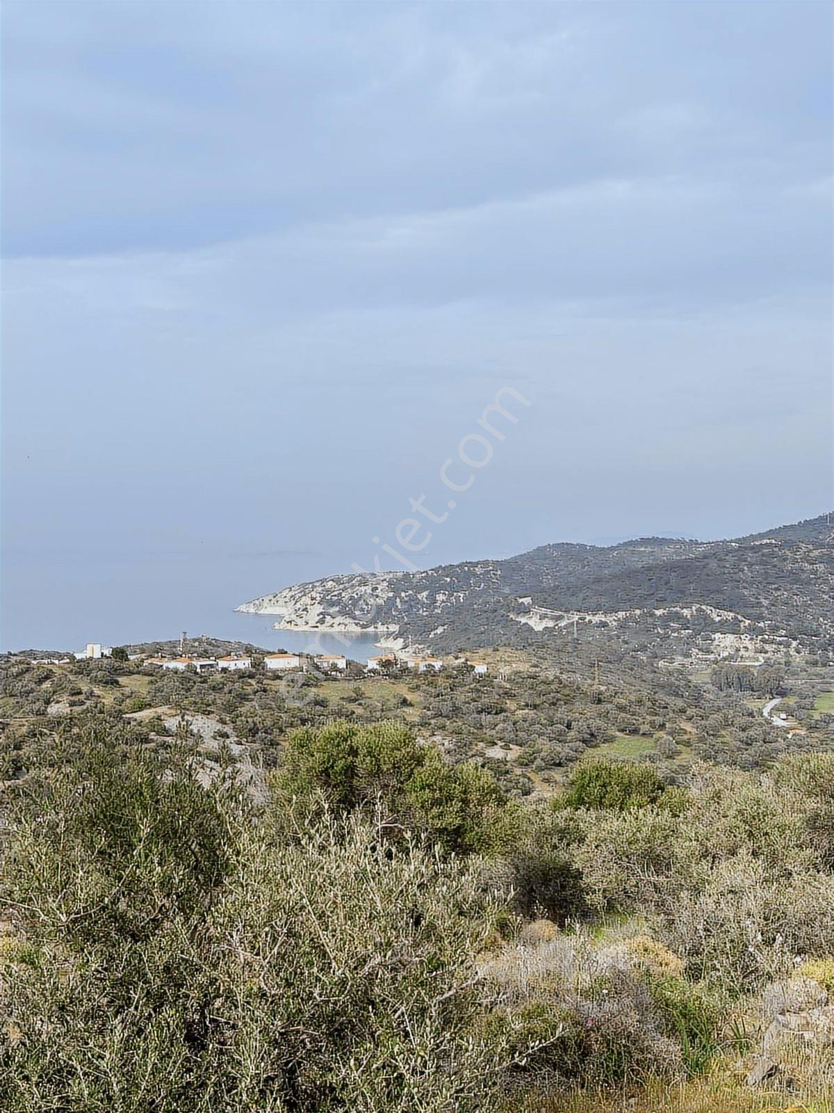 Foça Sazlıca Plajı Karşısında Deniz Manzaralı Villa Arsası - Görsel 5