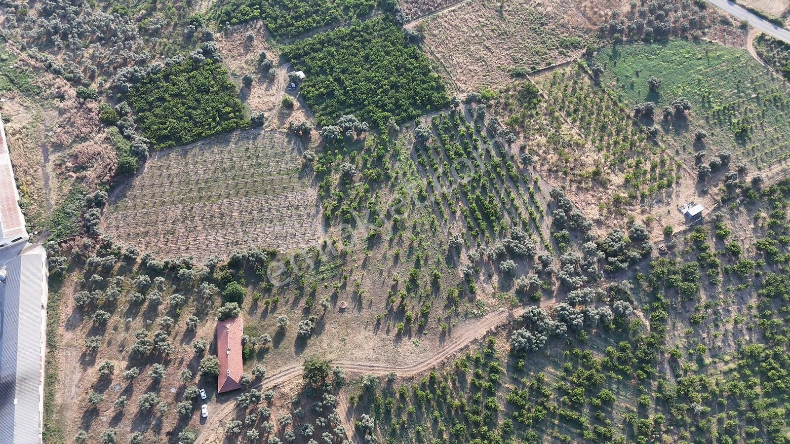 Kemalpaşa Gökçeyurt Satılık Bağ Ve Besi Damı - Görsel 30