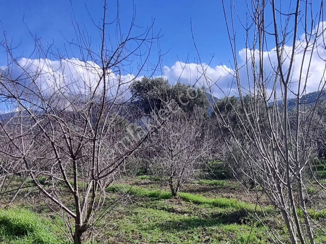 Kemalpaşa Ören Egemende Doğa İle İç İçe Satılık Zeytinlik - Görsel 7