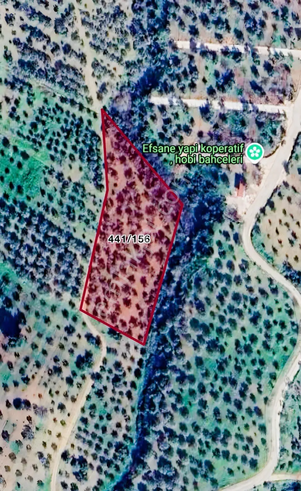 Torbalı İstiklalde 183 Ağaçlı Tek Tapu Verimli Zeytinlik - Görsel 3