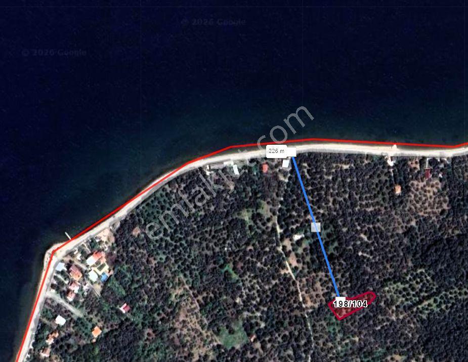 Era Söz'den Edincik'te Denize 200m Bakımlı Düz Zeytinlik - Görsel 23
