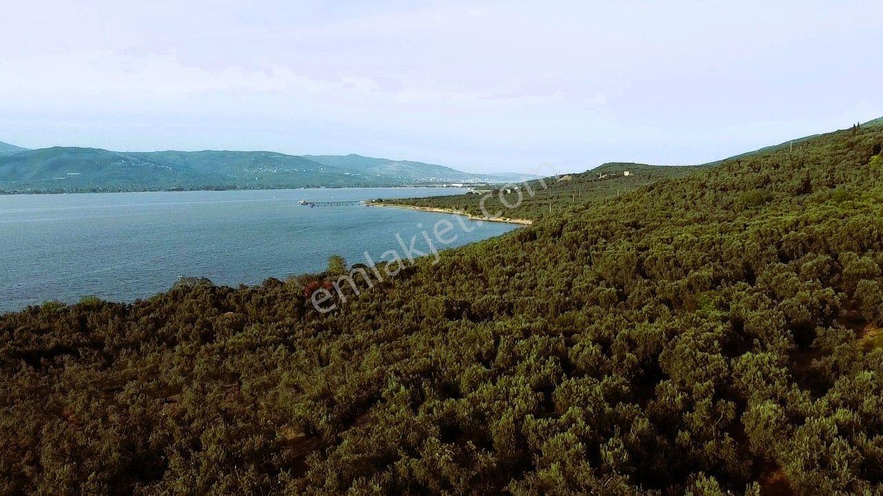 Era Söz'den Edincik'te Denize 200m Bakımlı Düz Zeytinlik - Görsel 21