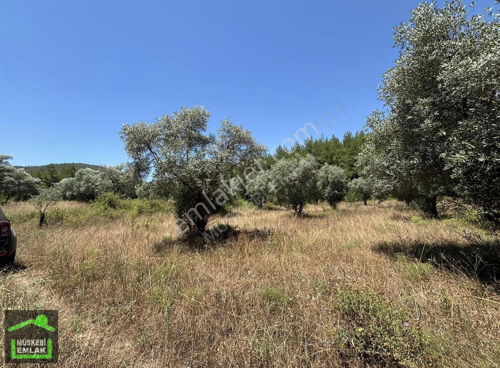 Bodrum Çamarası'nda 8 Dönüm Satılık Fırsat Tarla - Görsel 3