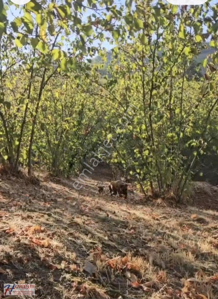 Sakarya Hendek Çobanyatak Mah.yola Cephe Bakımlı Fındık Bahçesi