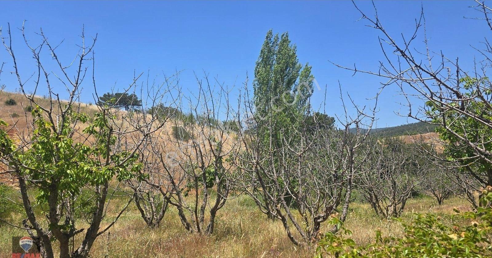 Spil Dağı Eteklerinde, Beşpınar'da 9.765 M² Büyüklüğünde Kiraz Bahçesi Ve Tarla - Görsel 26