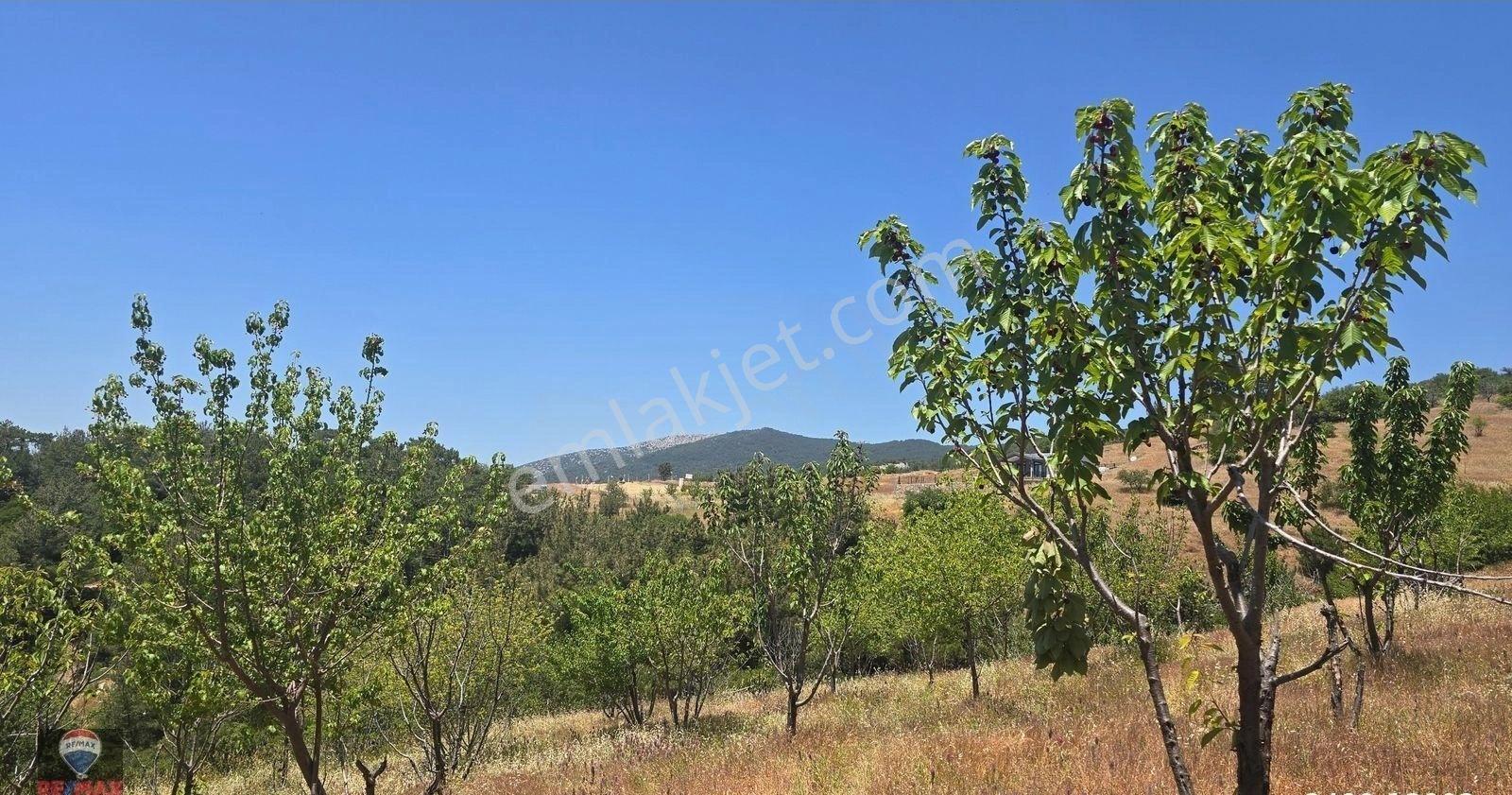 Spil Dağı Eteklerinde, Beşpınar'da 9.765 M² Büyüklüğünde Kiraz Bahçesi Ve Tarla - Görsel 21