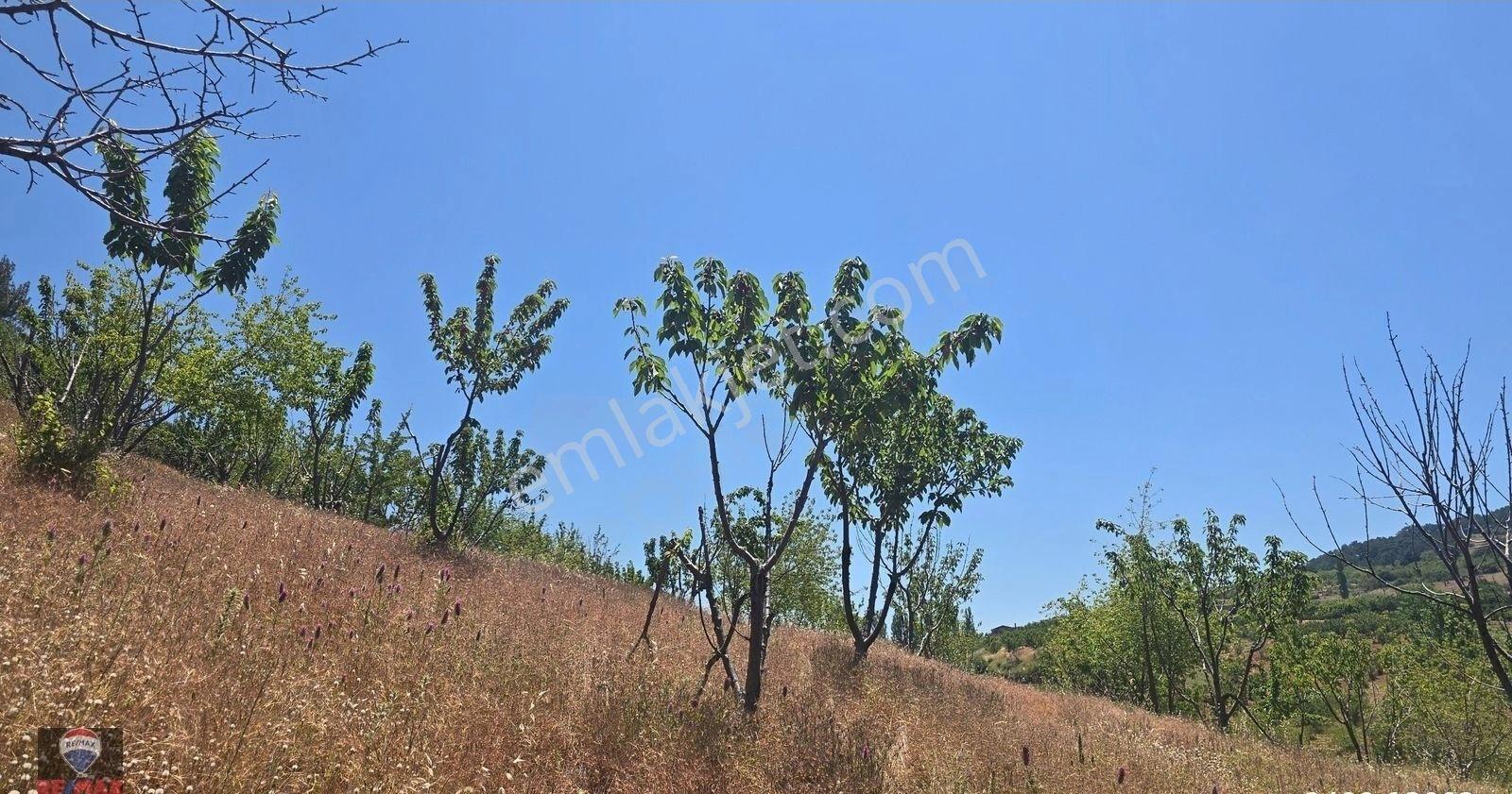 Spil Dağı Eteklerinde, Beşpınar'da 9.765 M² Büyüklüğünde Kiraz Bahçesi Ve Tarla - Görsel 9