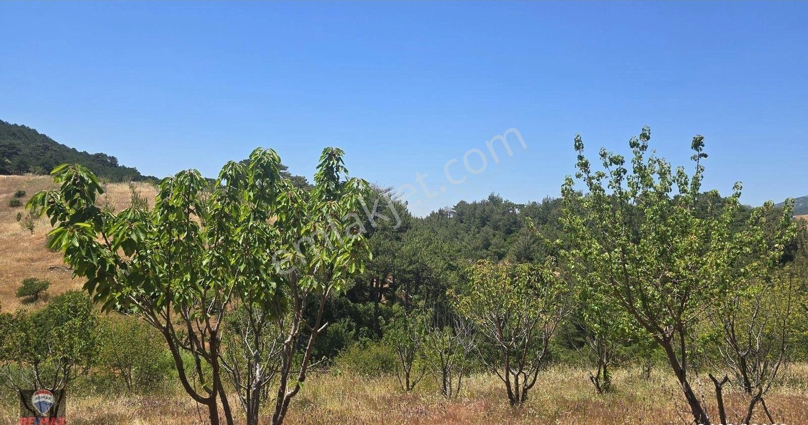 Spil Dağı Eteklerinde, Beşpınar'da 9.765 M² Büyüklüğünde Kiraz Bahçesi Ve Tarla - Görsel 17