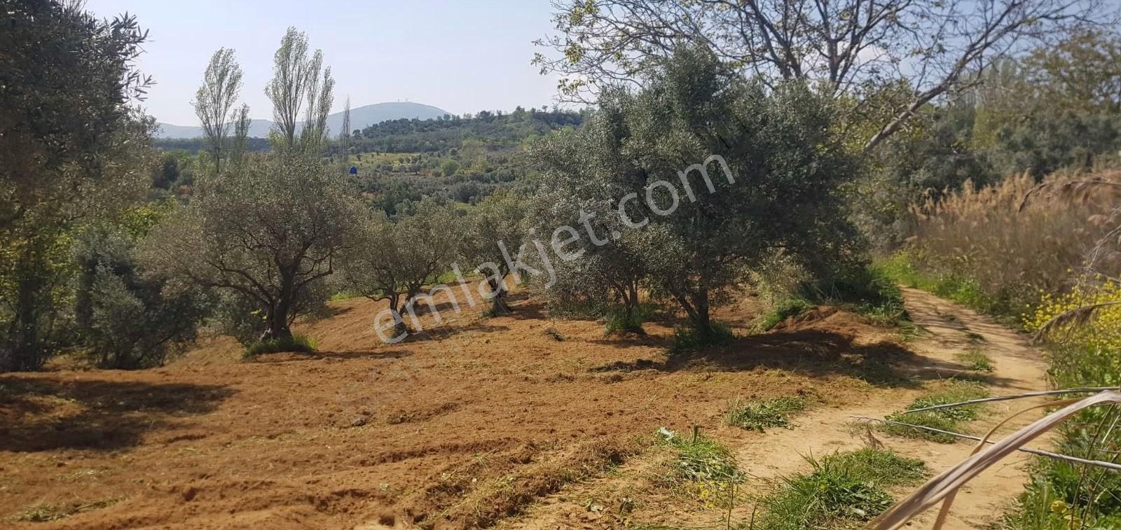 Duru Emlaktan Çınarlı Köyünde 1837mt Zeytin Ve Meyve Bahçesi - Görsel 14