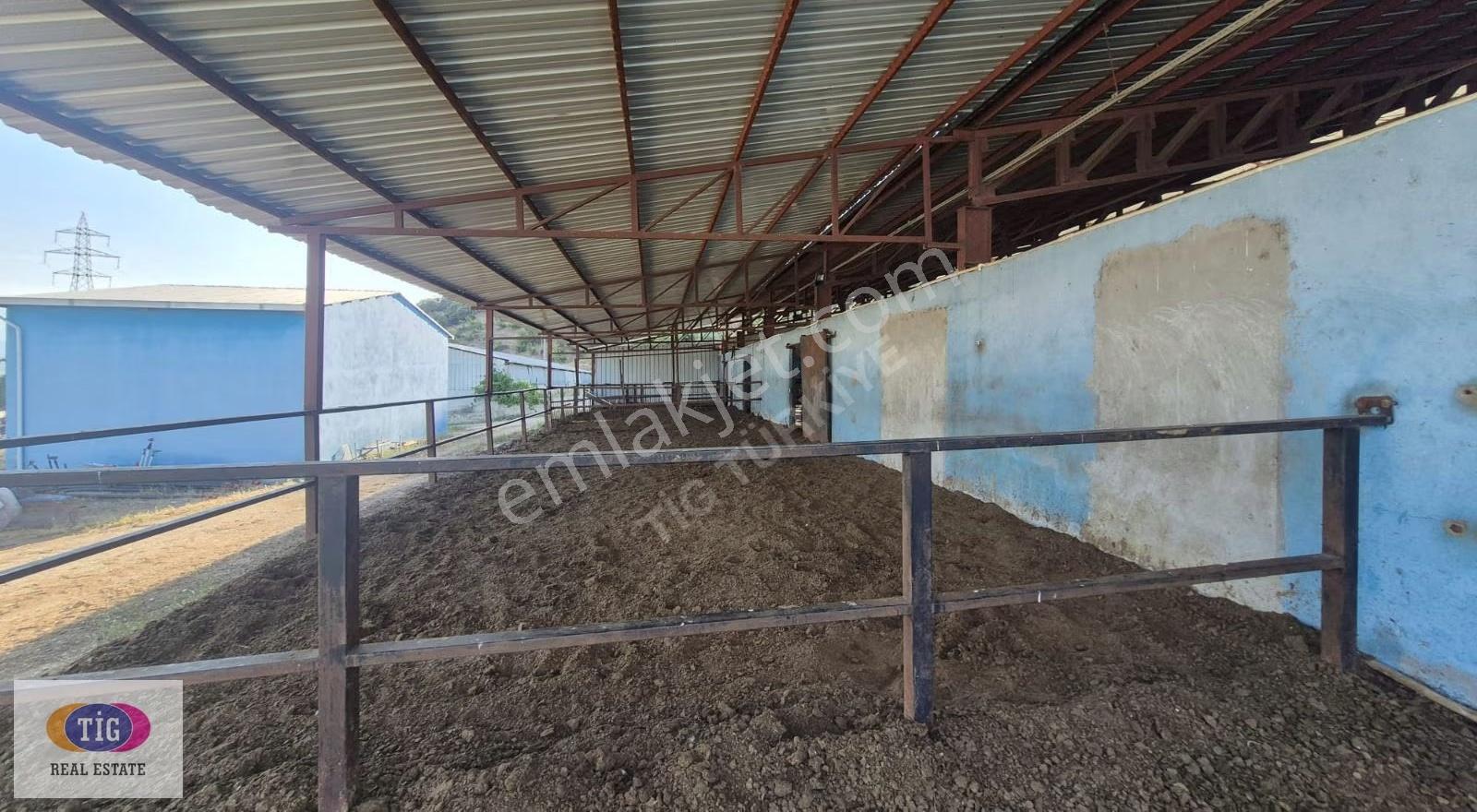 Tek İşim Gayrimenkul'den Yenişehir Marmarıcakta Satılık Çiftlik - Görsel 4