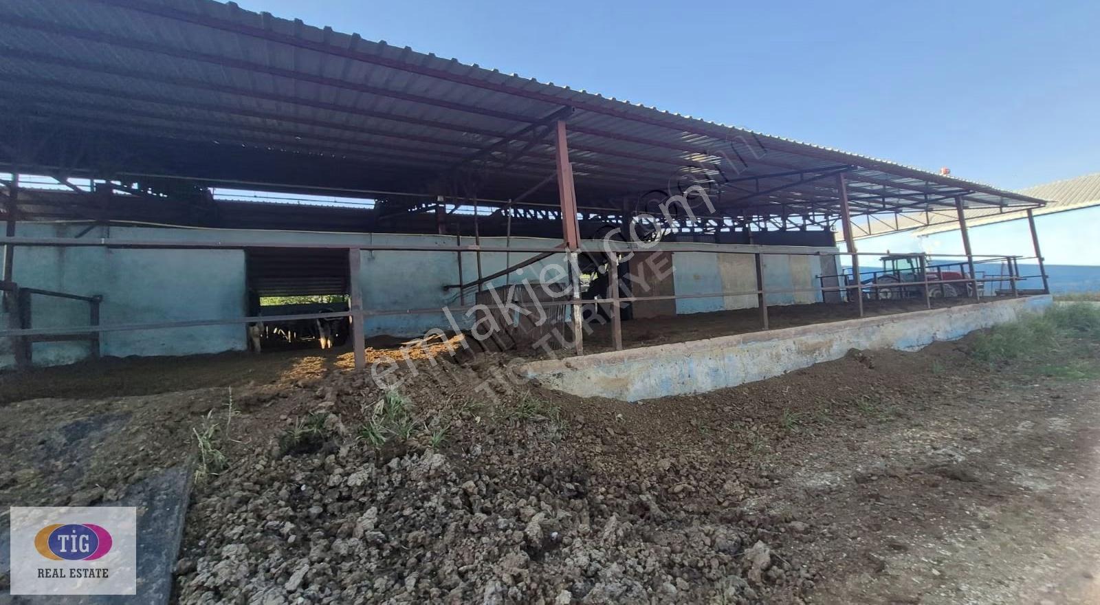 Tek İşim Gayrimenkul'den Yenişehir Marmarıcakta Satılık Çiftlik - Görsel 33
