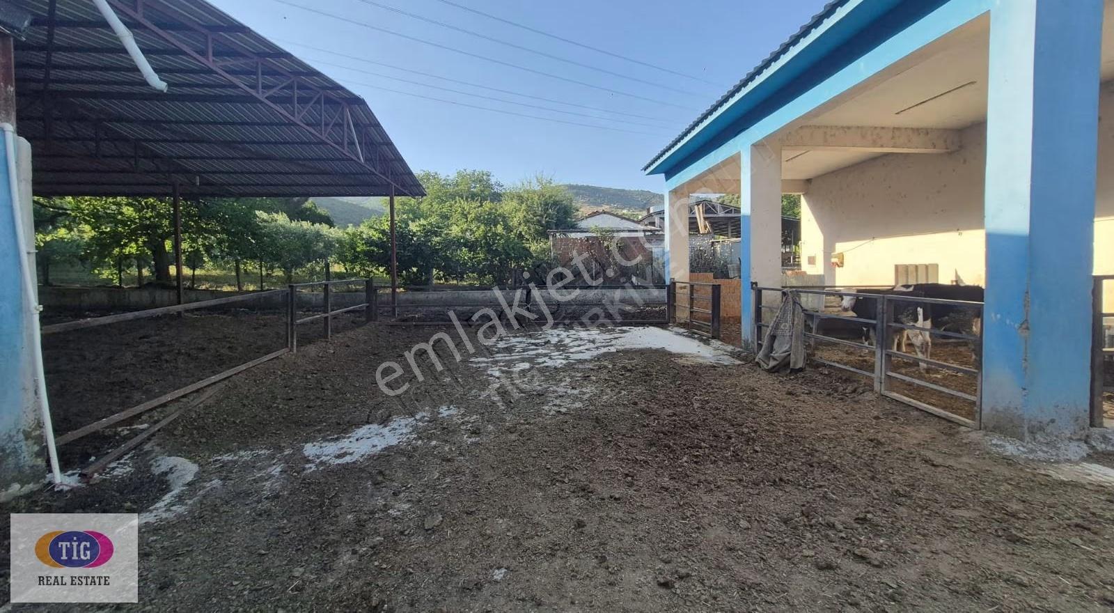 Tek İşim Gayrimenkul'den Yenişehir Marmarıcakta Satılık Çiftlik - Görsel 7