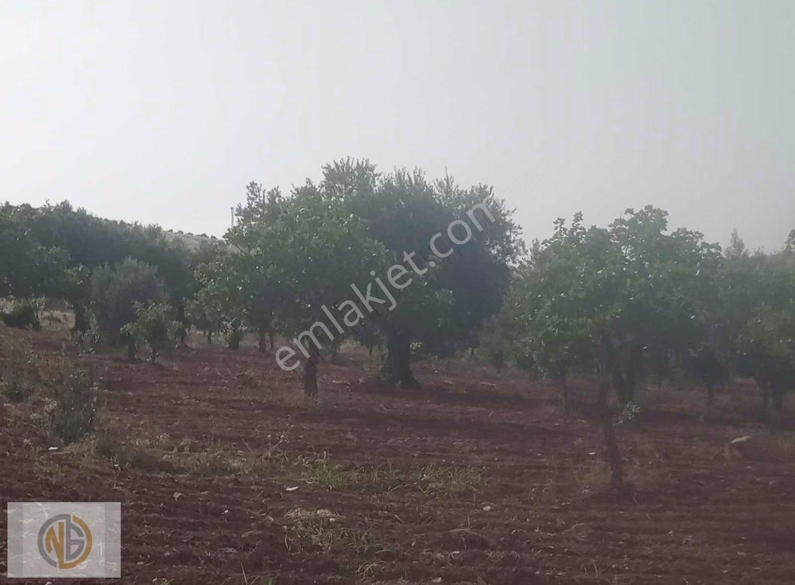Günbulurda İki Tapu Fıstıklık Uygun Fiyat - Görsel 16