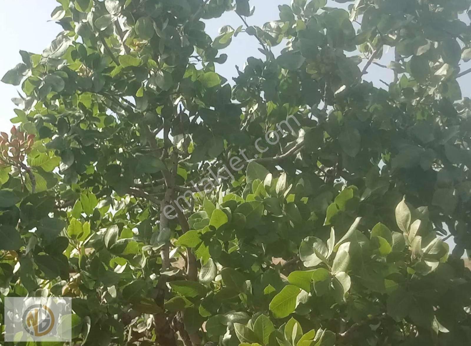 Günbulurda İki Tapu Fıstıklık Uygun Fiyat - Görsel 9