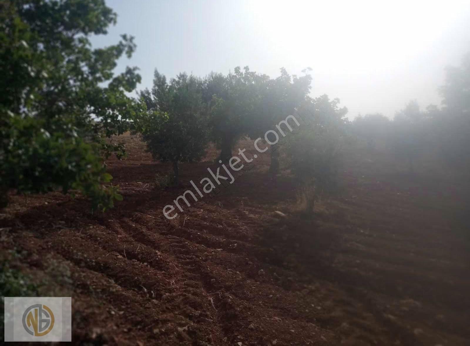 Günbulurda İki Tapu Fıstıklık Uygun Fiyat - Görsel 19