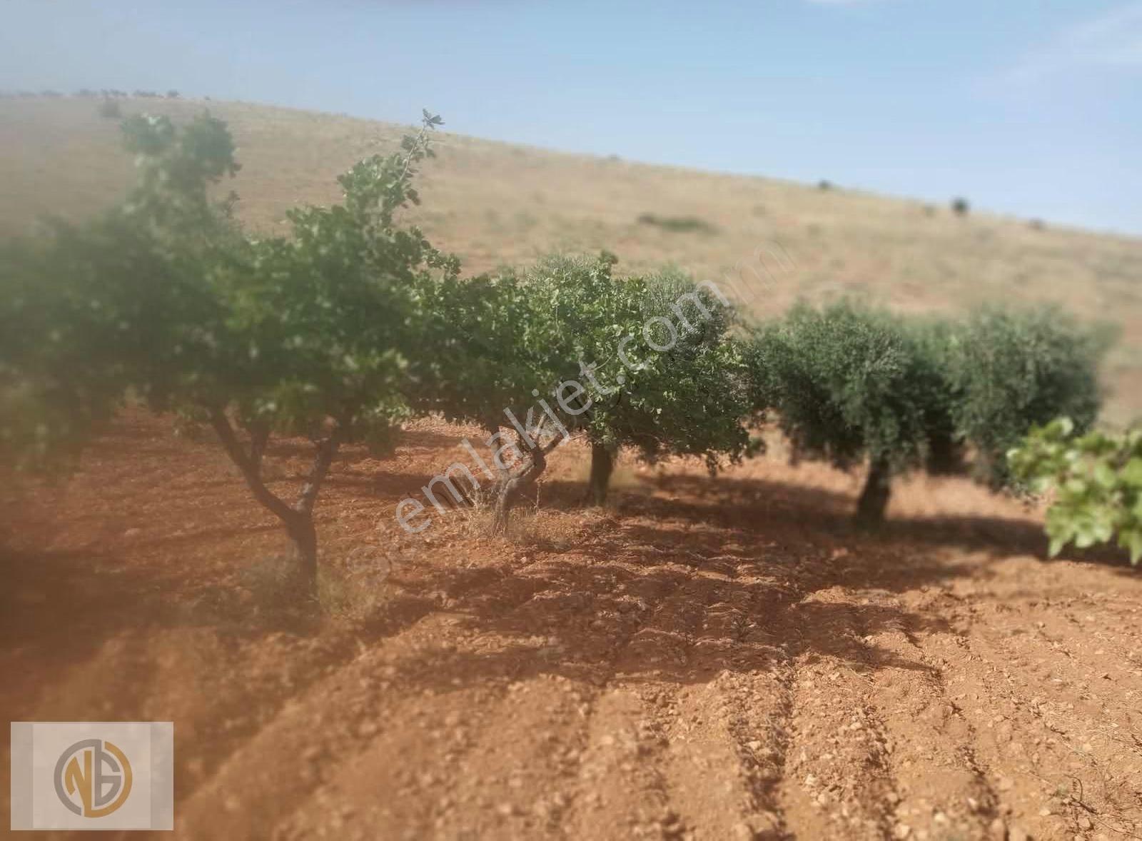Günbulurda İki Tapu Fıstıklık Uygun Fiyat - Görsel 8