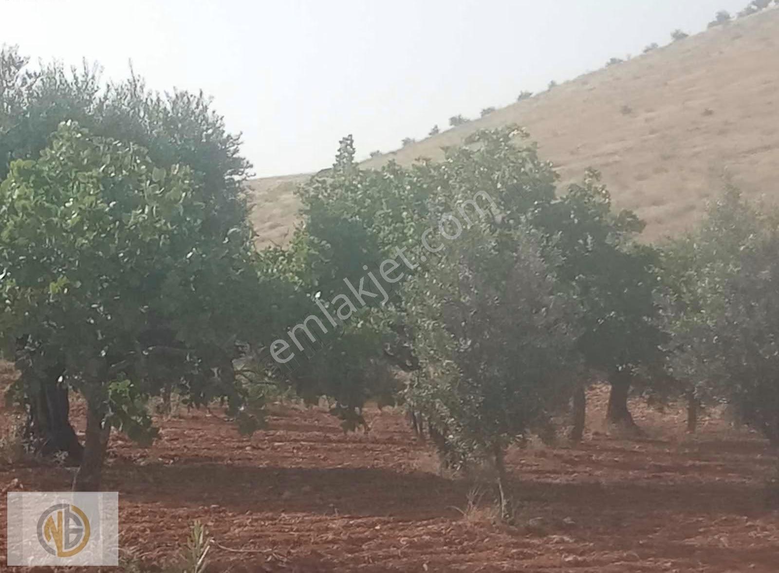 Günbulurda İki Tapu Fıstıklık Uygun Fiyat - Görsel 11