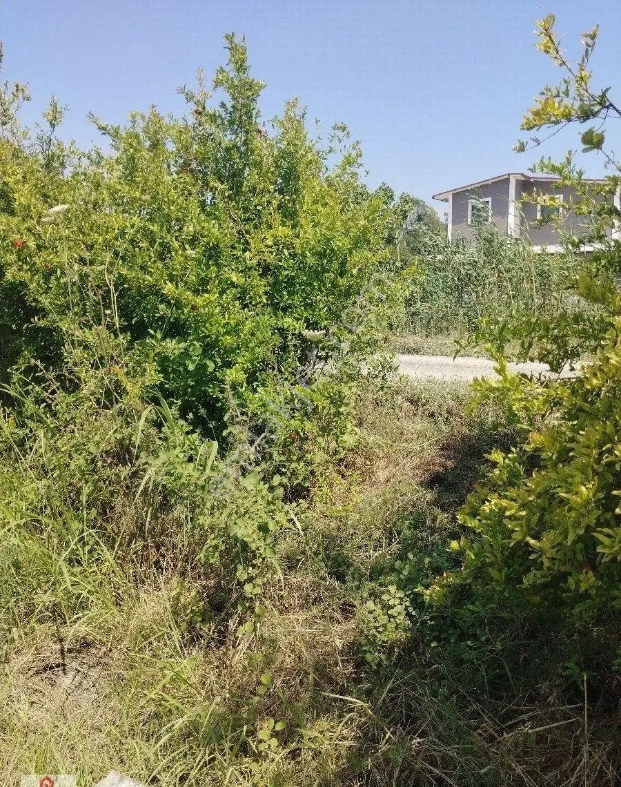 Muğla Eskiköy De Satılık Arazi - Görsel 2