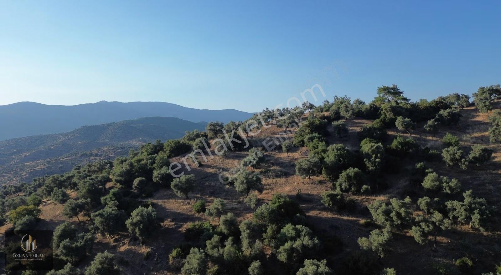 İzmir / Bayındır Alan Köyde Satılık Fırsat Zeytin Bahçesi !