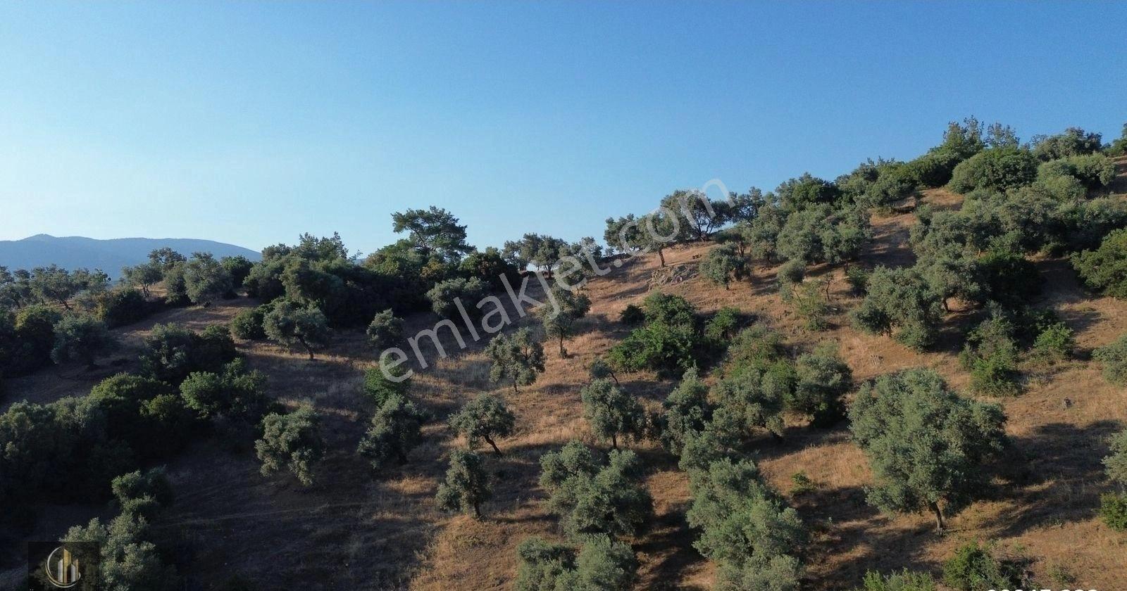 İzmir / Bayındır Alan Köyde Satılık Fırsat Zeytin Bahçesi ! - Görsel 3