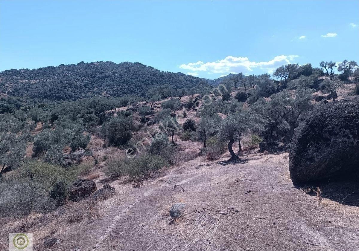 Aydın / Karpuzlu / Gölcük’te Asfalta Cepheli 18,972 M² Satılık Zeytinlik / 3 Taraftan Kadastro Yolu - Görsel 13
