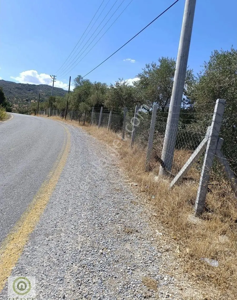 Aydın / Karpuzlu / Gölcük’te Asfalta Cepheli 18,972 M² Satılık Zeytinlik / 3 Taraftan Kadastro Yolu