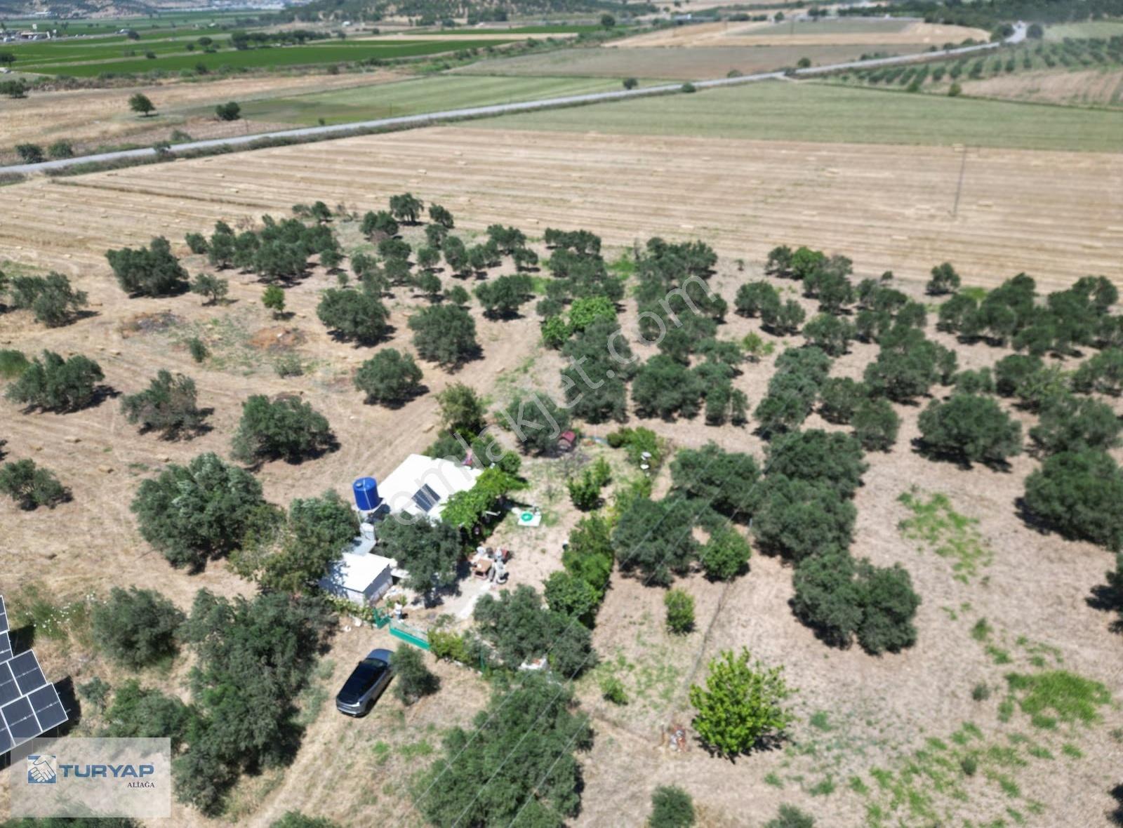 Bergama Bozköy'de Fırsat Satılık 4482 M2 Zeytinlik - Görsel 2