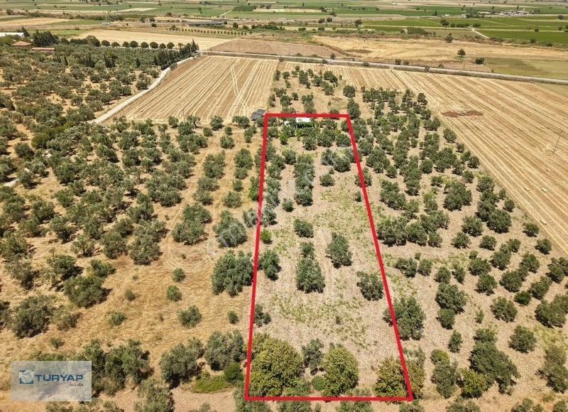 Bergama Bozköy'de Fırsat Satılık 4482 M2 Zeytinlik - Görsel 8
