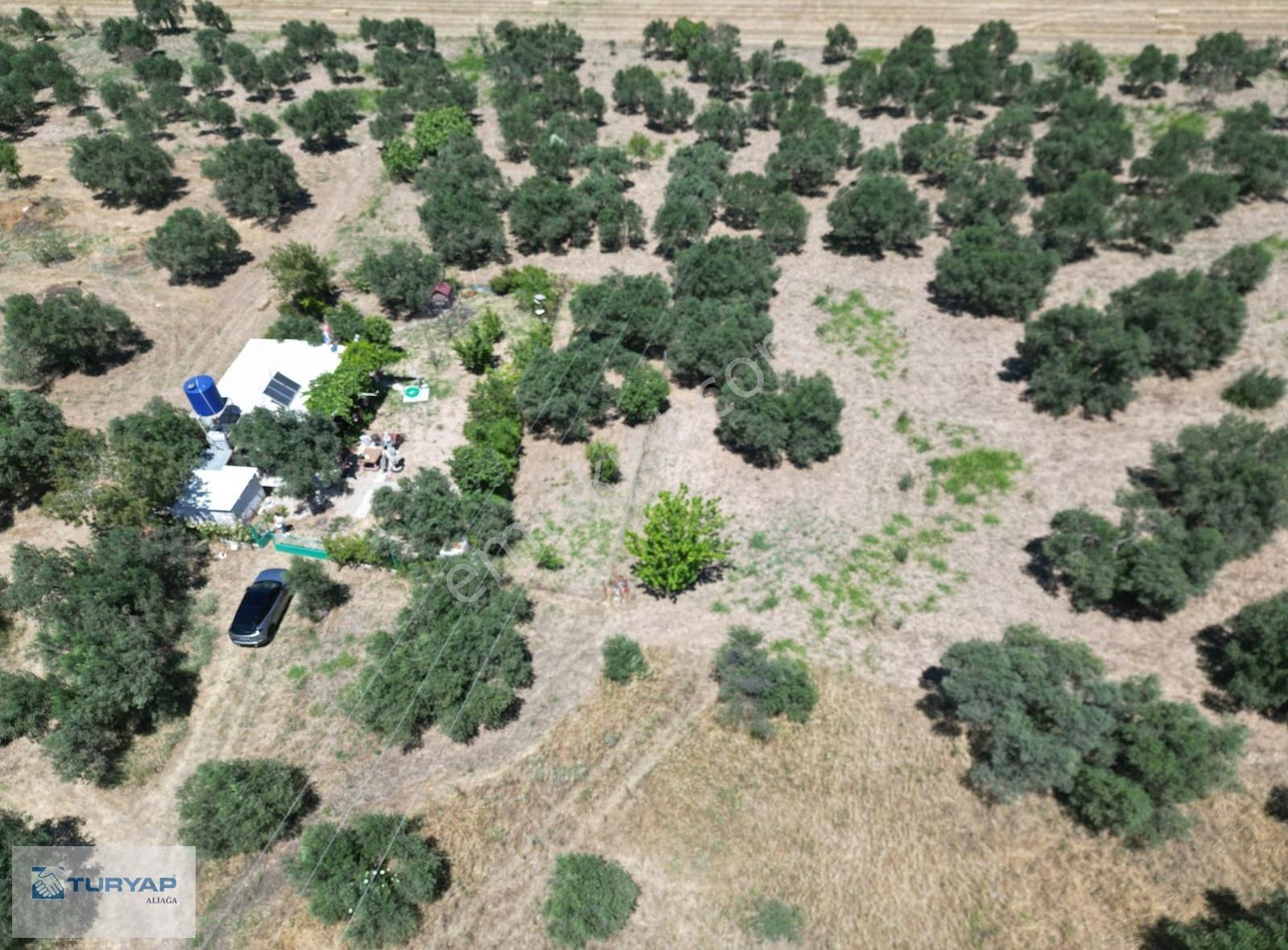 Bergama Bozköy'de Fırsat Satılık 4482 M2 Zeytinlik - Görsel 7